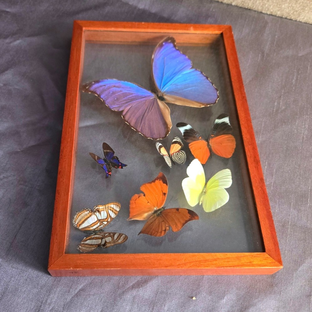 Real Butterfly Collection Display Frame 7 Specimens with Morpho Glass Shadow Box